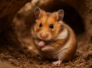 Hámster sirio o ruso: cuál es la mascota ideal para ti