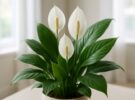 Spathiphyllum wallisii: el secreto para que tu flor de la paz florezca todo el año