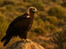 Águila imperial ibérica: la reina del cielo peninsular