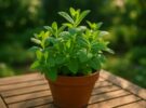Mentha spicata: cómo cultivar hierbabuena sin que invada toda la maceta