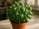 Ocimum basilicum: trucos para que tu albahaca dure más de un mes