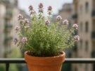Thymus vulgaris: guía para cultivar tomillo en tu balcón