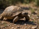 Tortugas de tierra: cuidados básicos para que vivan décadas felices