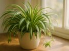 Chlorophytum comosum: la cinta y su talento natural para purificar el aire