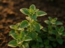 Origanum vulgare: cultivar y secar orégano paso a paso