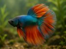Pez betta: el guardián del acuario y sus secretos de cuidado