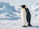 Pingüino emperador: vida y supervivencia en la Antártida