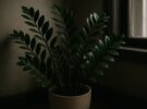 Zamioculcas zamiifolia: la planta ZZ y su sorprendente resistencia a la sombra