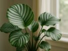 Calathea orbifolia: por qué las calateas son tan dramáticas (y cómo calmarlas)