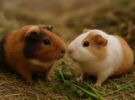 Cobayas: el animal sociable que necesita compañía para ser feliz