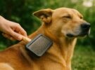Cómo cepillar a tu perro según su tipo de pelo