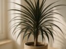 Dracaena marginata: la drácena, una palmera falsa fácil de mantener