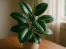 Ficus elastica: cuidados del ficus de caucho y cómo darle brillo a sus hojas