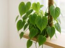 Philodendron hederaceum: el filodendro corazón, ideal para principiantes