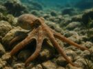 Pulpo común: el invertebrado más inteligente del océano