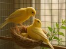 Reproducción del canario: guía para criar con éxito en casa