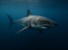 Tiburón blanco: mitos y realidades del gran depredador marino
