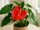 Anthurium andraeanum: cómo conseguir que el anturio florezca sin parar
