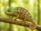 Camaleón: cómo cambia de color realmente este reptil sorprendente