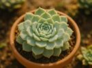 Echeveria elegans: guía para cuidar y reproducir esta suculenta en roseta