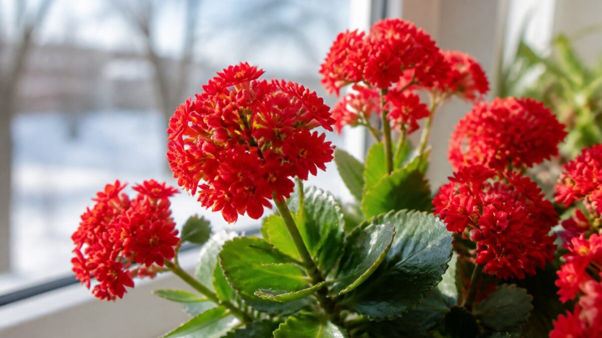 Kalanchoe blossfeldiana: floraciones intensas en interior todo el invierno