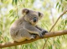 Koala: el marsupial australiano que duerme 20 horas al día