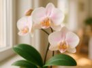 Orquídea Phalaenopsis: el riego correcto y otros mitos que conviene desterrar