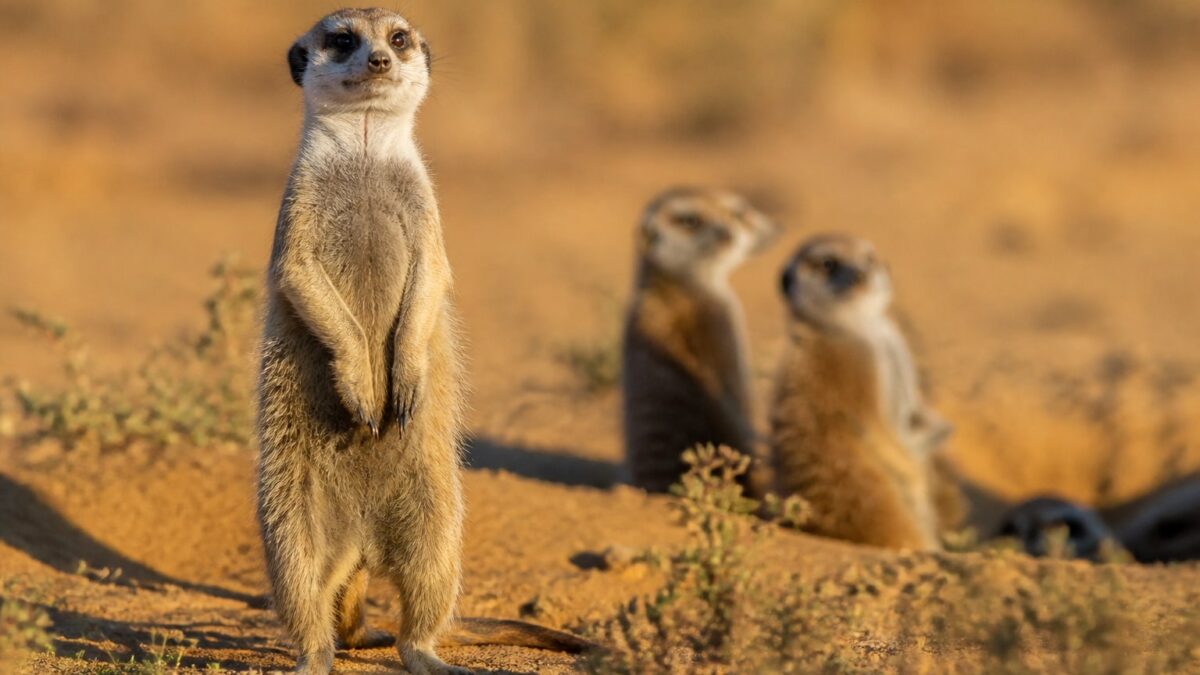 Suricato: la vida en clan de los pequeños vigilantes del desierto