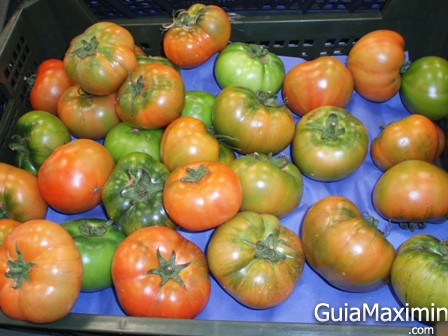 TOMATE RAF – UNA JOYA DE LA MATA (ALMERIA)