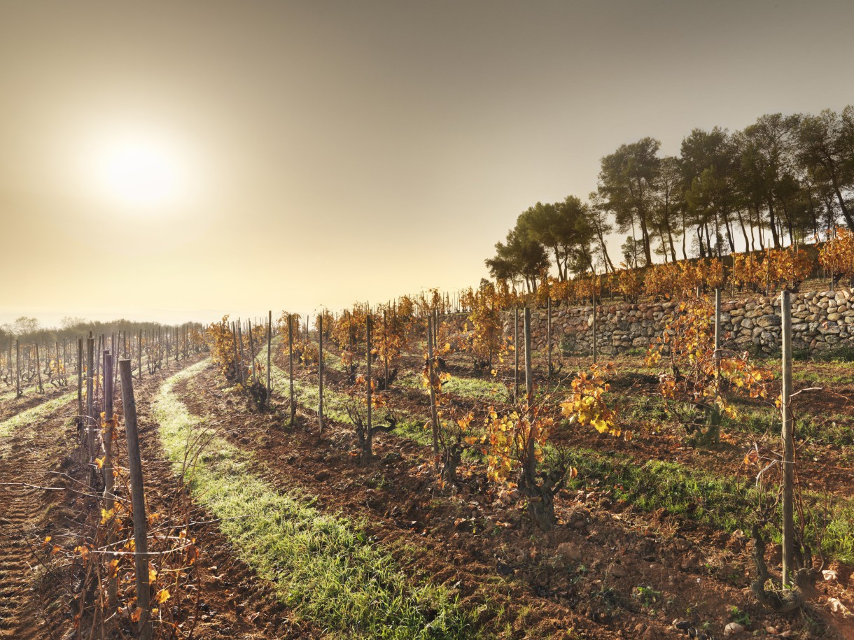 Tercera añada del cava Turó d’en Mota (Sant Sadurní d’Anoia-B)