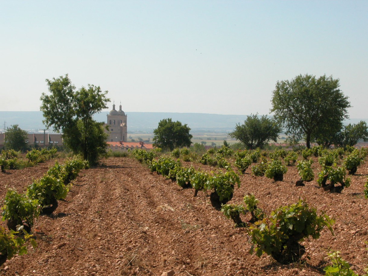 Quincena del vino de Cigales