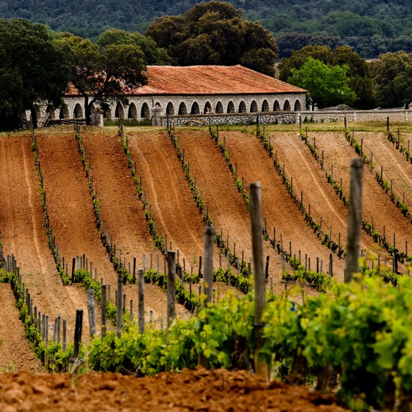 Enoturismo en Prado Rey Ribera del Duero (Aranda de Duero-BU)