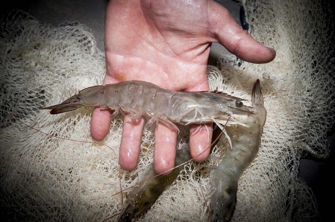 Gamba Natural – El langostino recién pescado (Medina del Campo – VA)