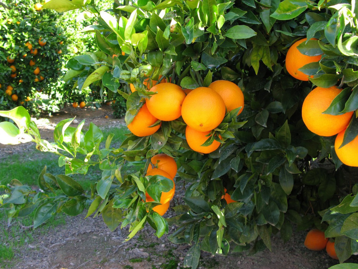 Naranjas Herminia – Hoy en el árbol y mañana en tu mesa