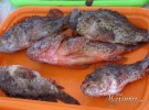 Pescando en Moraira – Subasta en La Lonja
