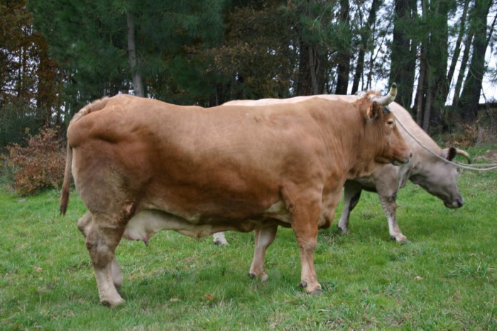 Ponzano, vaca rubia gallega
