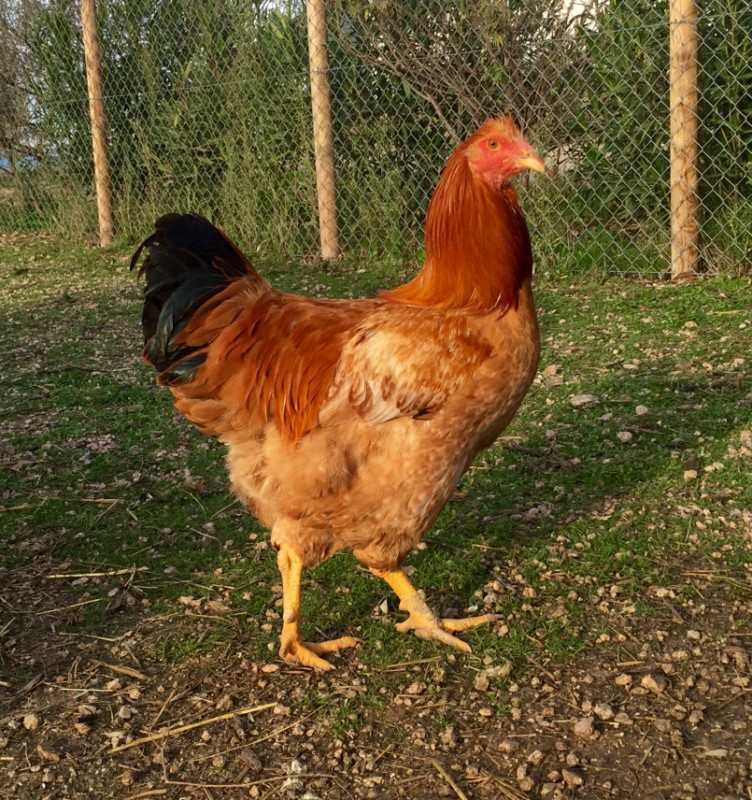 Secreto para no cocinar estas Navidades: El Milagro y Rooster