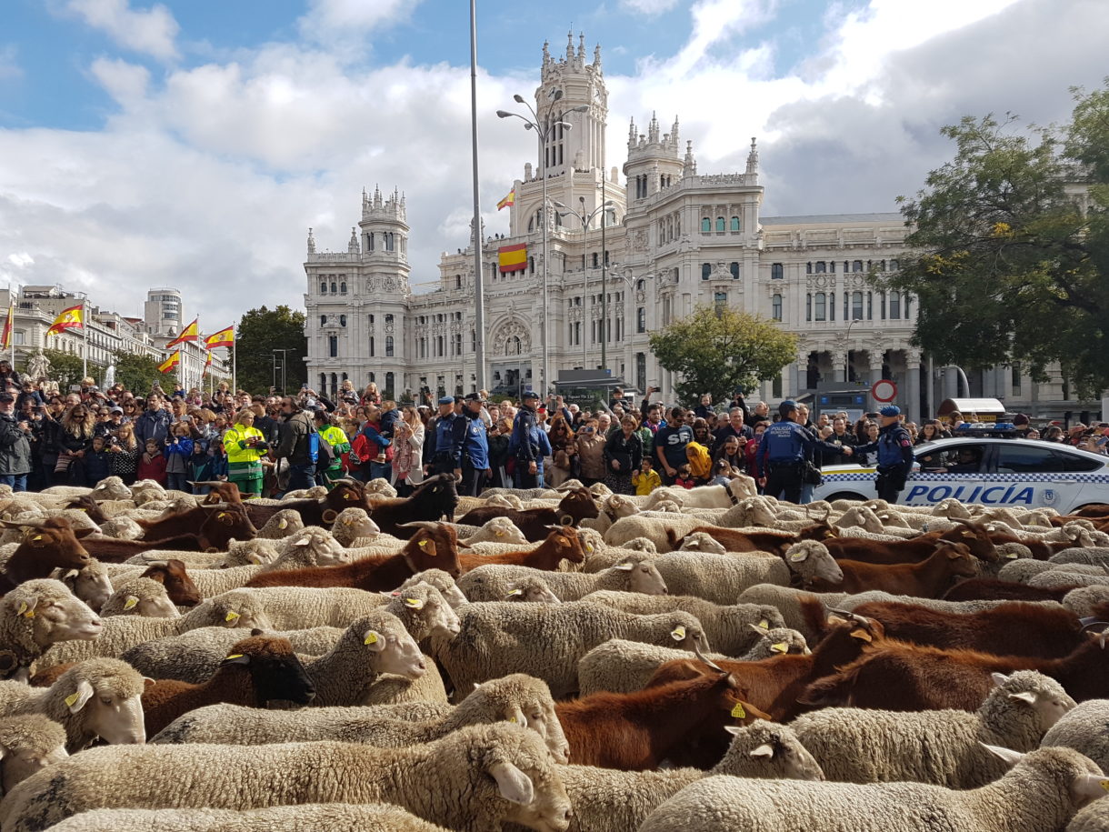 Fiesta de la trashumancia en Madrid