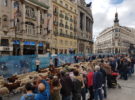 Fiesta de la trashumancia en Madrid