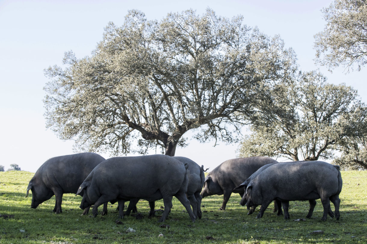 La montanera, cuna del jamón ibérico de bellota