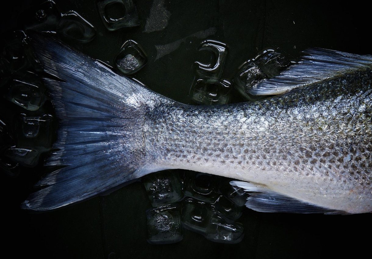 Pescado y marisco, un deleite de sabores