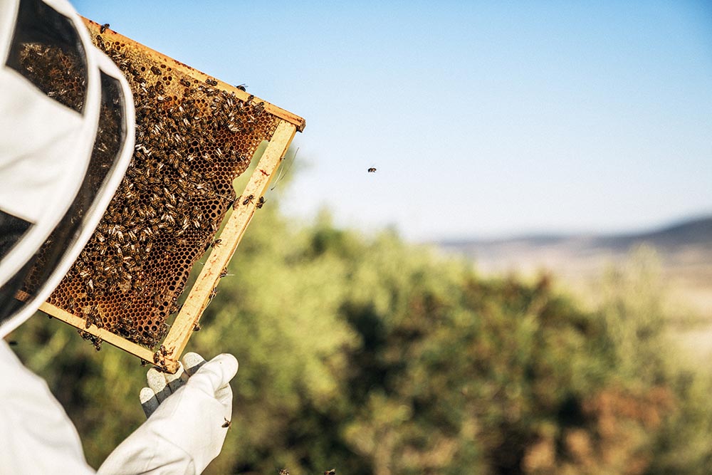 Aumenta el consumo de miel fuera de temporada