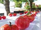 Feria del Tomate Antiguo de Bezana IV Edición