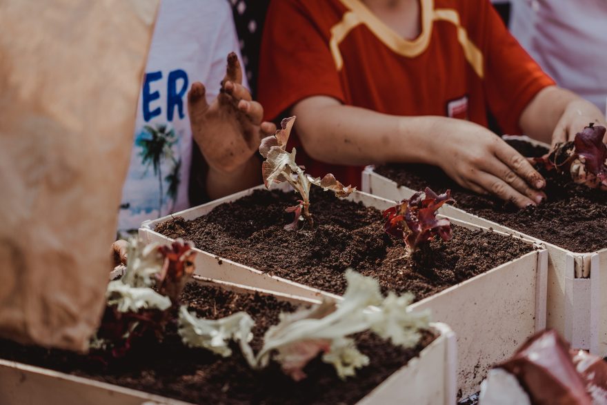 Niños Plantando Lechugas, Taller Infantil, Iv Feria Del Tomate Antiguo De Bezana