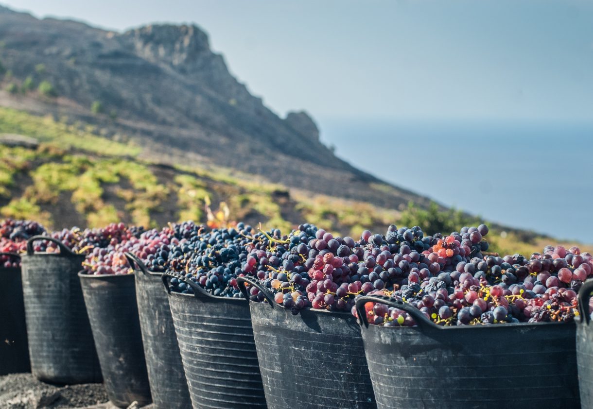 Los vinos palmeros y su fascinante historia (La Palma)
