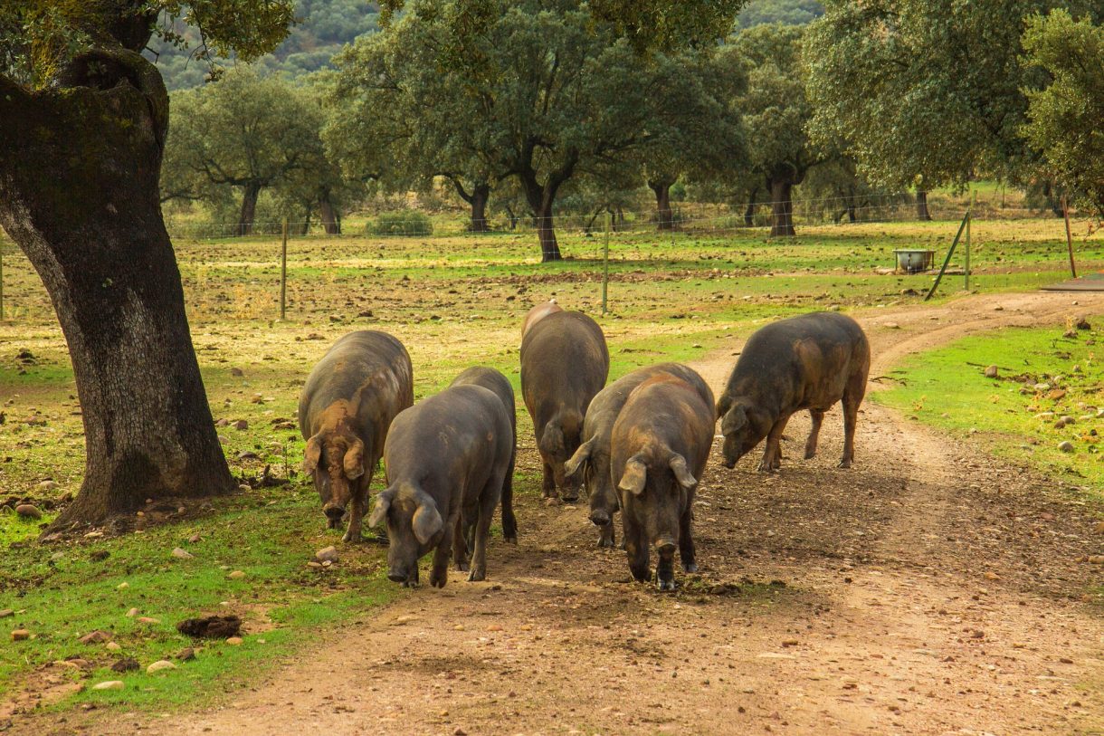 Qué debe comer un cerdo para ser 100% ibérico el jamón