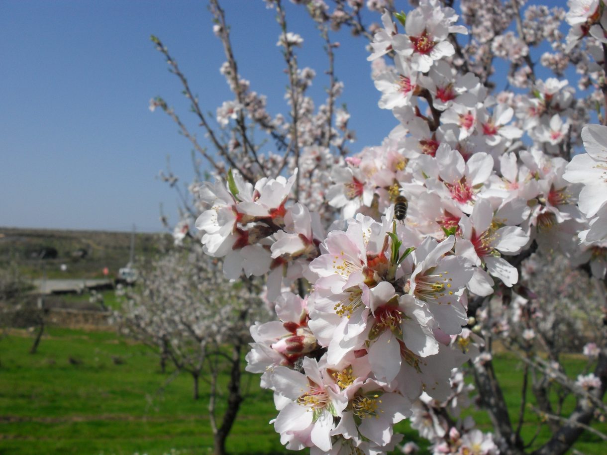 La almendra un tesoro gastronómico y sostenible