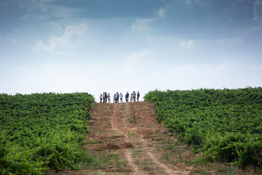 Enoturismo Viñedo Vendimias Pradorey