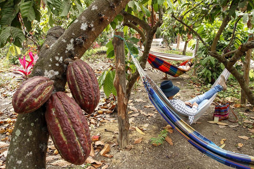 Cacao Y Mango Provincia Del Guayas Ecuador