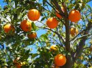 Comprar naranjas frescas nunca fue tan fácil